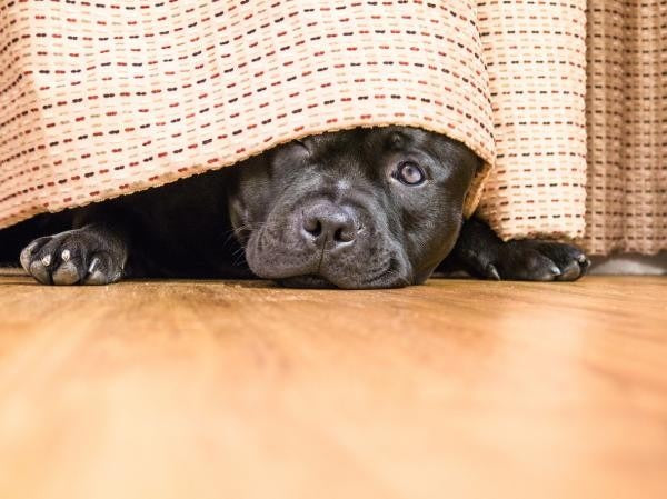 ¿TU MASCOTA TIENE MIEDO A LOS PETARDOS? TERAPIA FALLAS