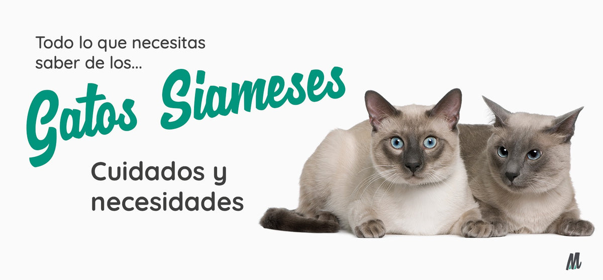 Gato Siamés, curiosidades y cuidados. Guía completa