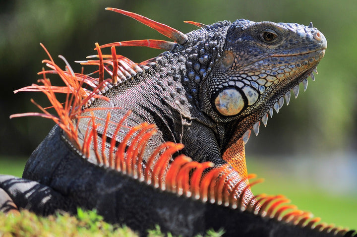 Guía completa sobre las iguanas