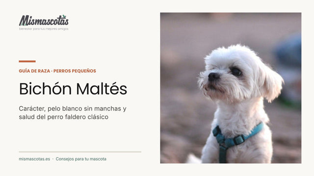 Bichón maltés blanco sentado con arnés: guía de cuidados del pelo blanco y carácter