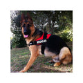 Etiquetas Personalizadas para Collar o Arnés Julius K9