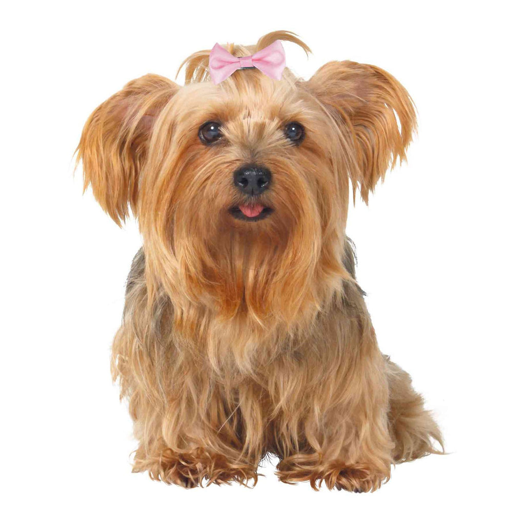 Surtido Lazos para Perros 10 ud - Pack de 10 unidades