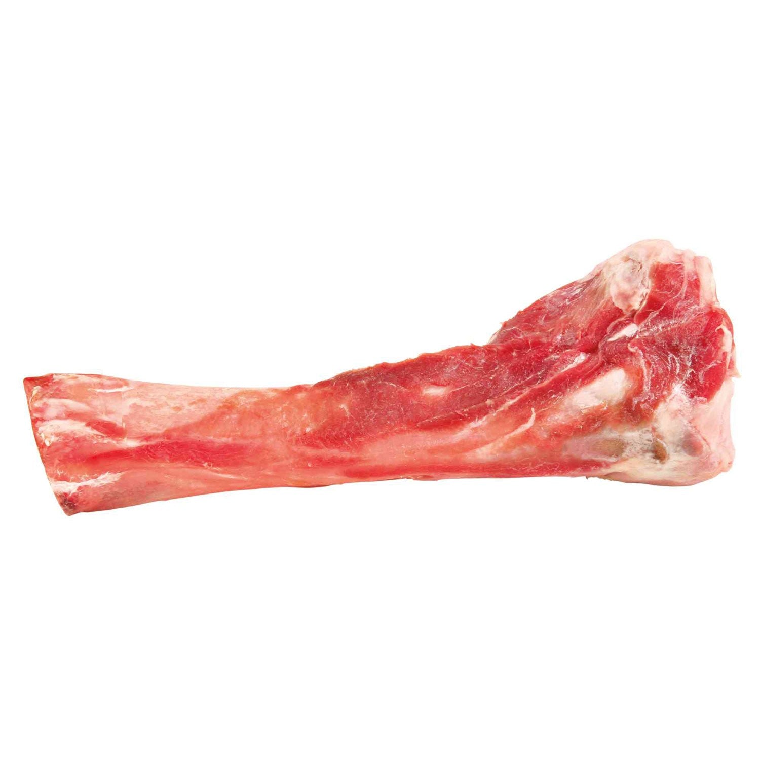 Tibia - Pack de 6 unidades