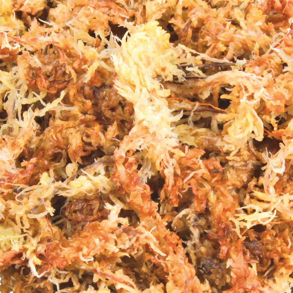 Musgo Sphagnum