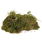 Musgo para Terrario