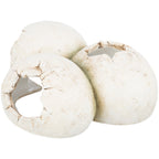 Cueva Reptiles, huevos