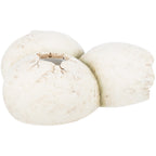 Cueva Reptiles, huevos
