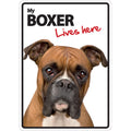 Señal A5 'Boxer - Lives Here'