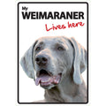 Señal A5 'Weimaraner - Lives Here'