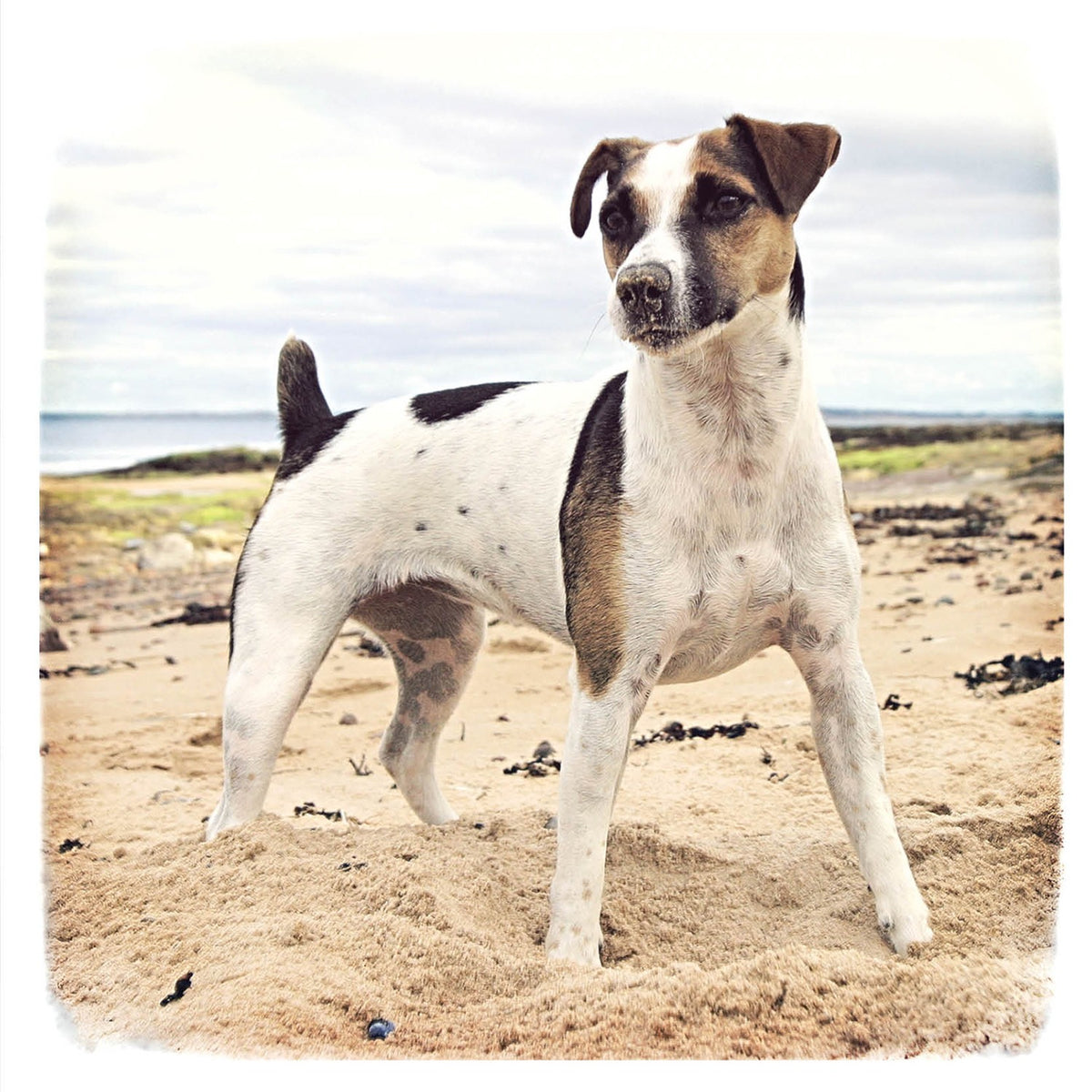 Tarjeta Jack Russell en la Playa