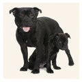 Tarjeta Staffie y Cachorro