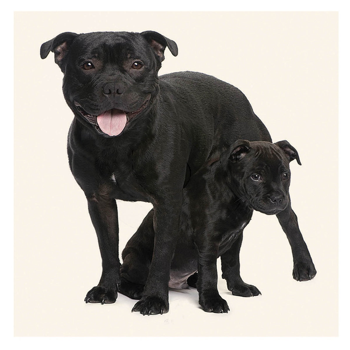 Tarjeta Staffie y Cachorro