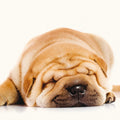 Tarjeta Shar Pei Durmiendo