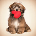 Tarjeta Perro Lhasa con Corazón