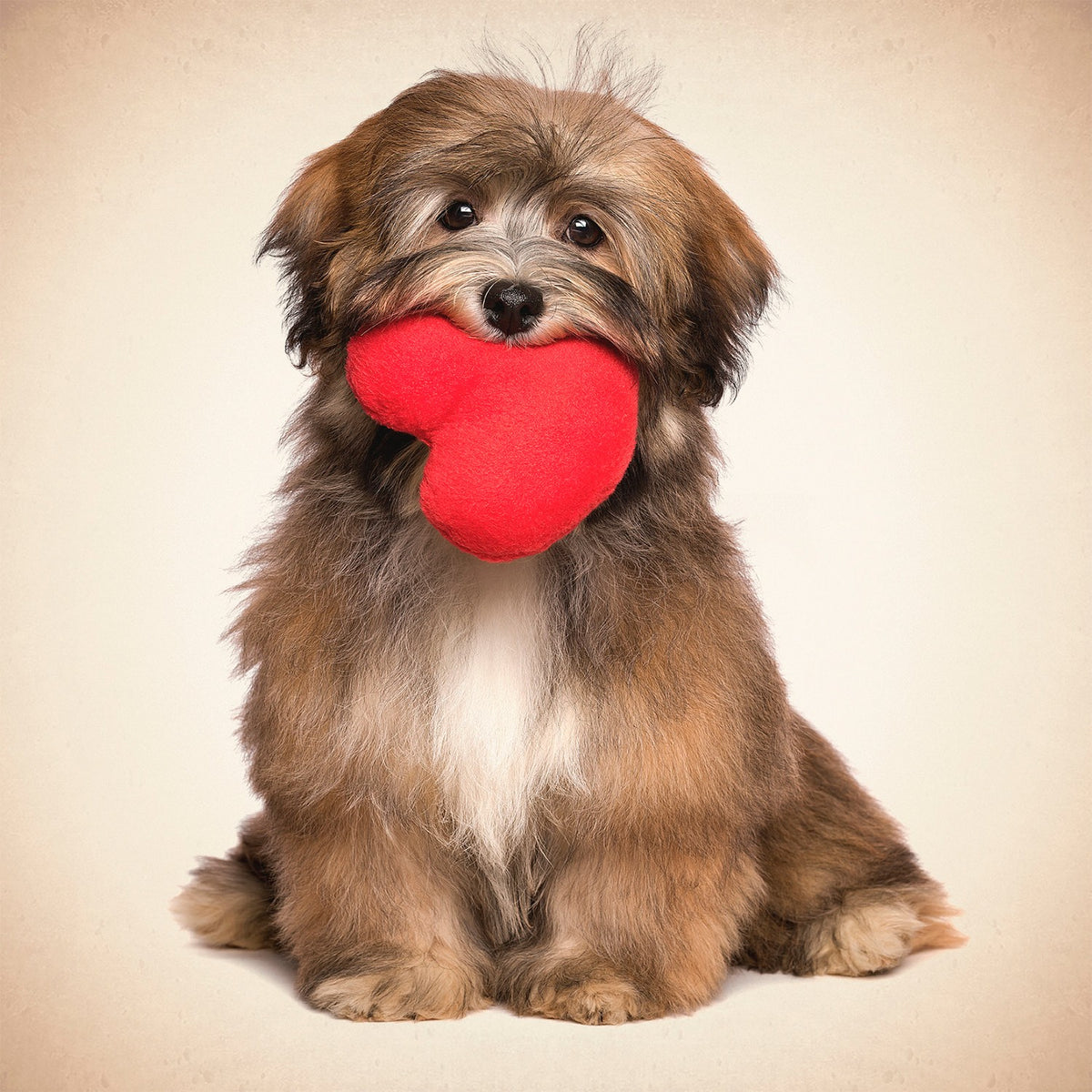 Tarjeta Perro Lhasa con Corazón