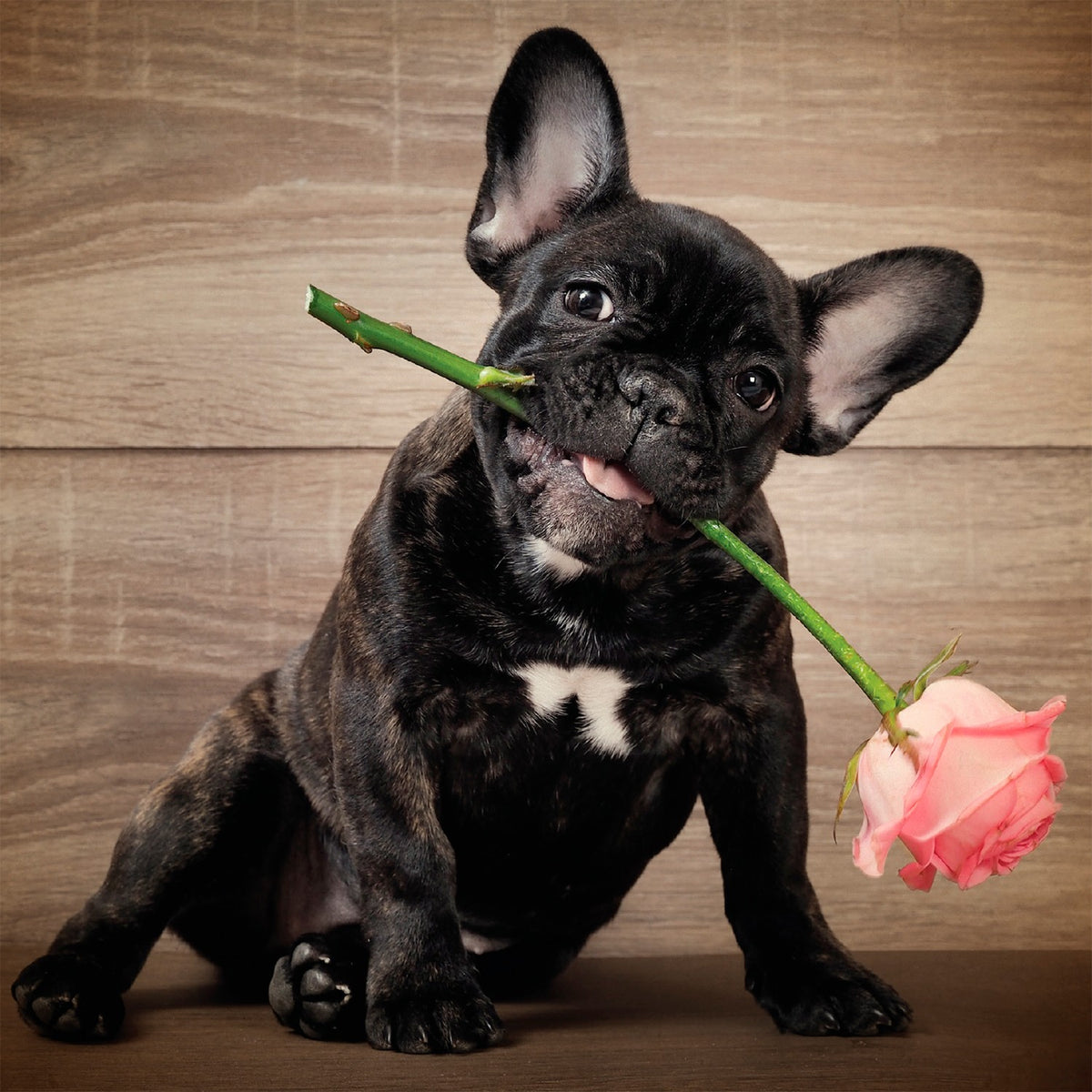 Tarjeta Bulldog Francés con Rosa