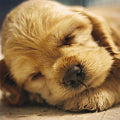 Tarjeta Cachorro Cocker Durmiendo