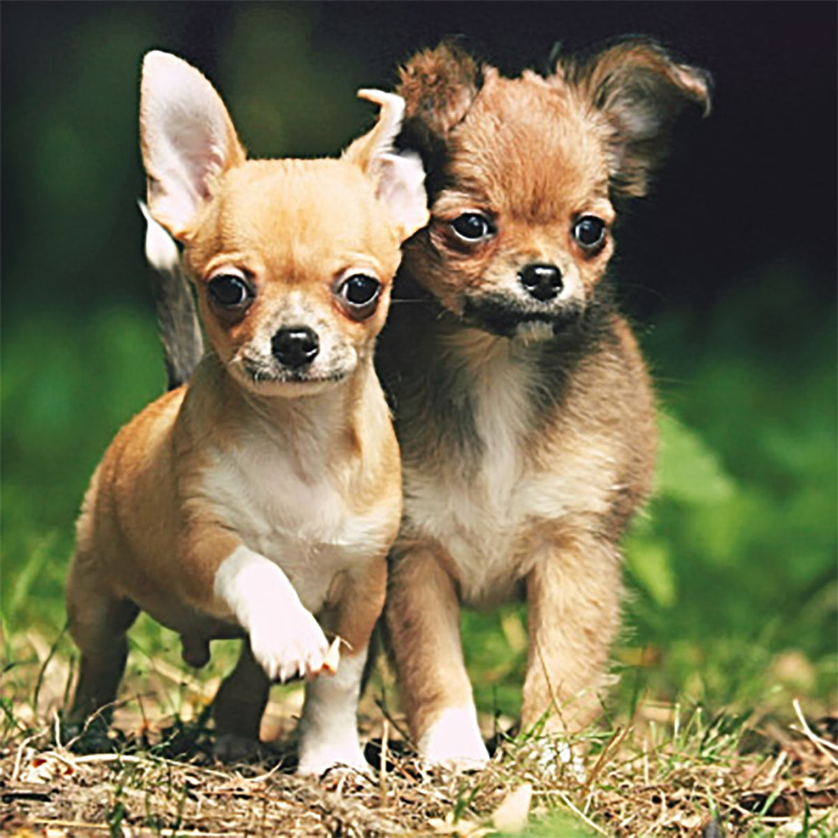 Tarjeta 2 Chihuahuas