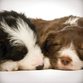 Tarjeta Cachorros Border Collie