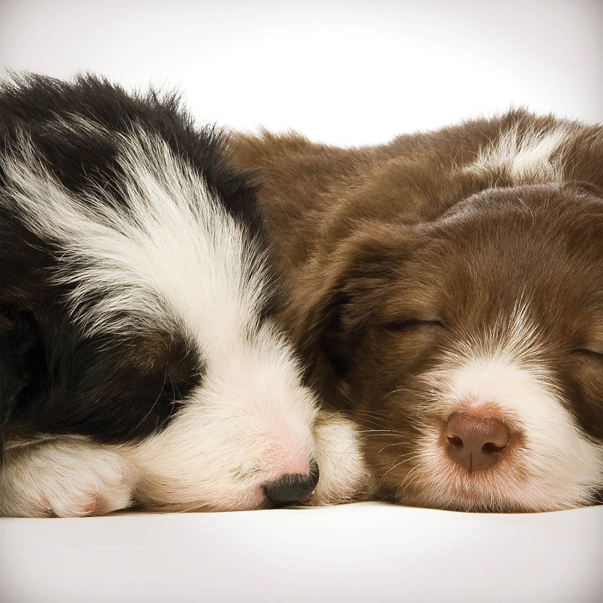 Tarjeta Cachorros Border Collie