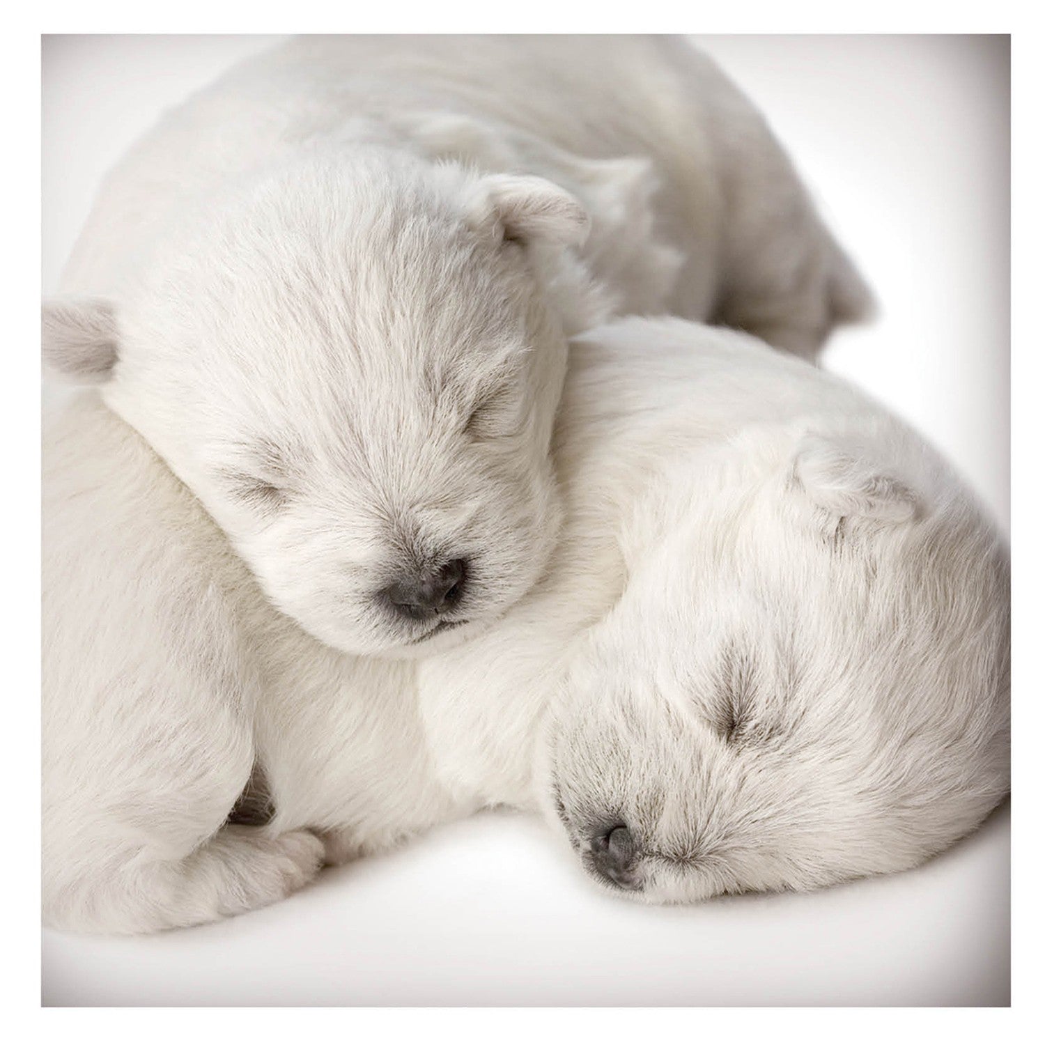 Tarjeta Cachorros Durmiendo