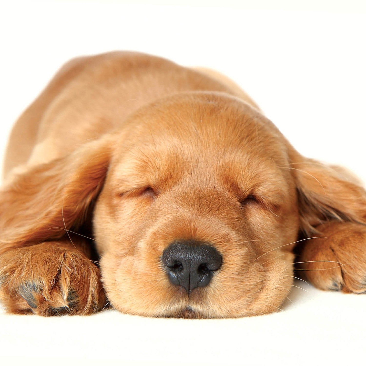 Tarjeta Cocker Durmiendo