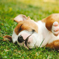 Tarjeta Stafford Durmiendo
