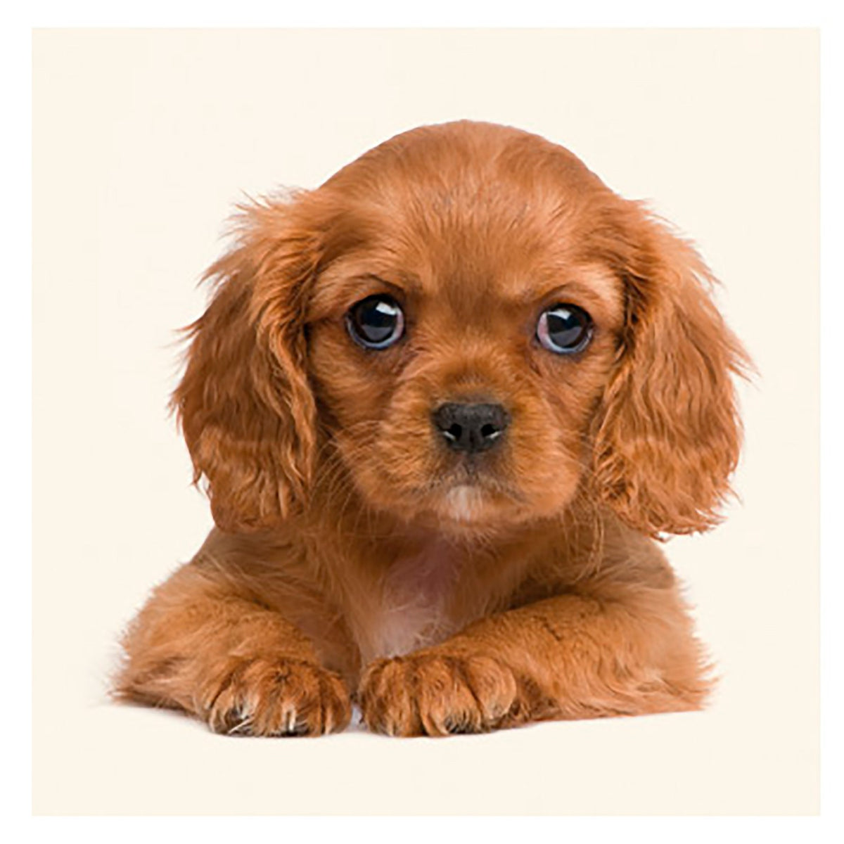 Tarjeta Cachorro Cavalier Rubí