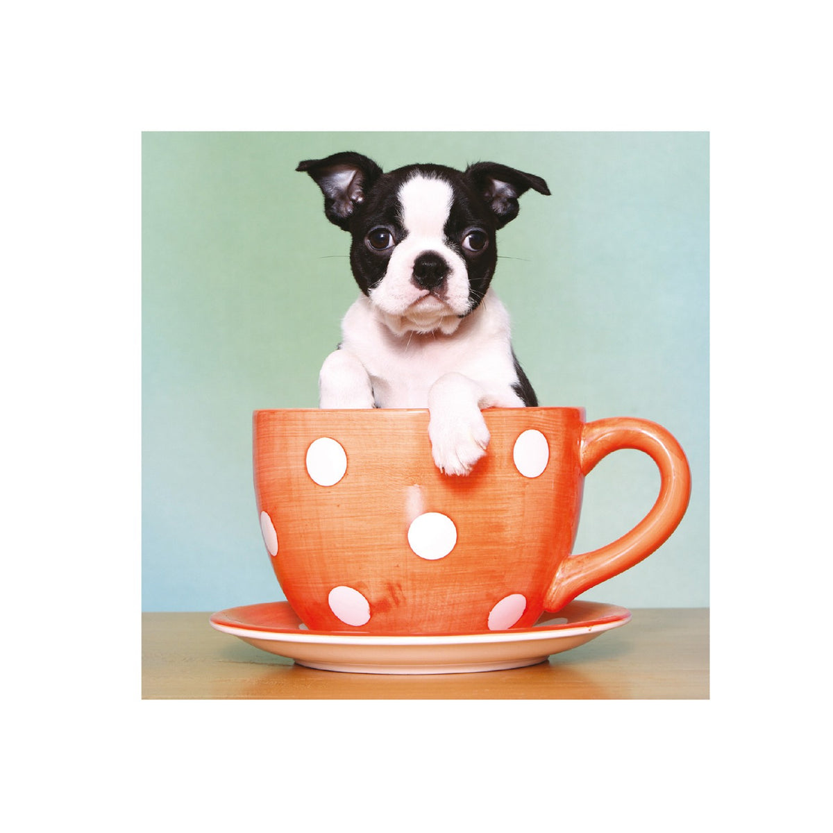 Tarjeta Cachorro Boston Terrier en Taza