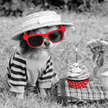 Tarjeta B/N Chihuahua con Gafas en Picnic