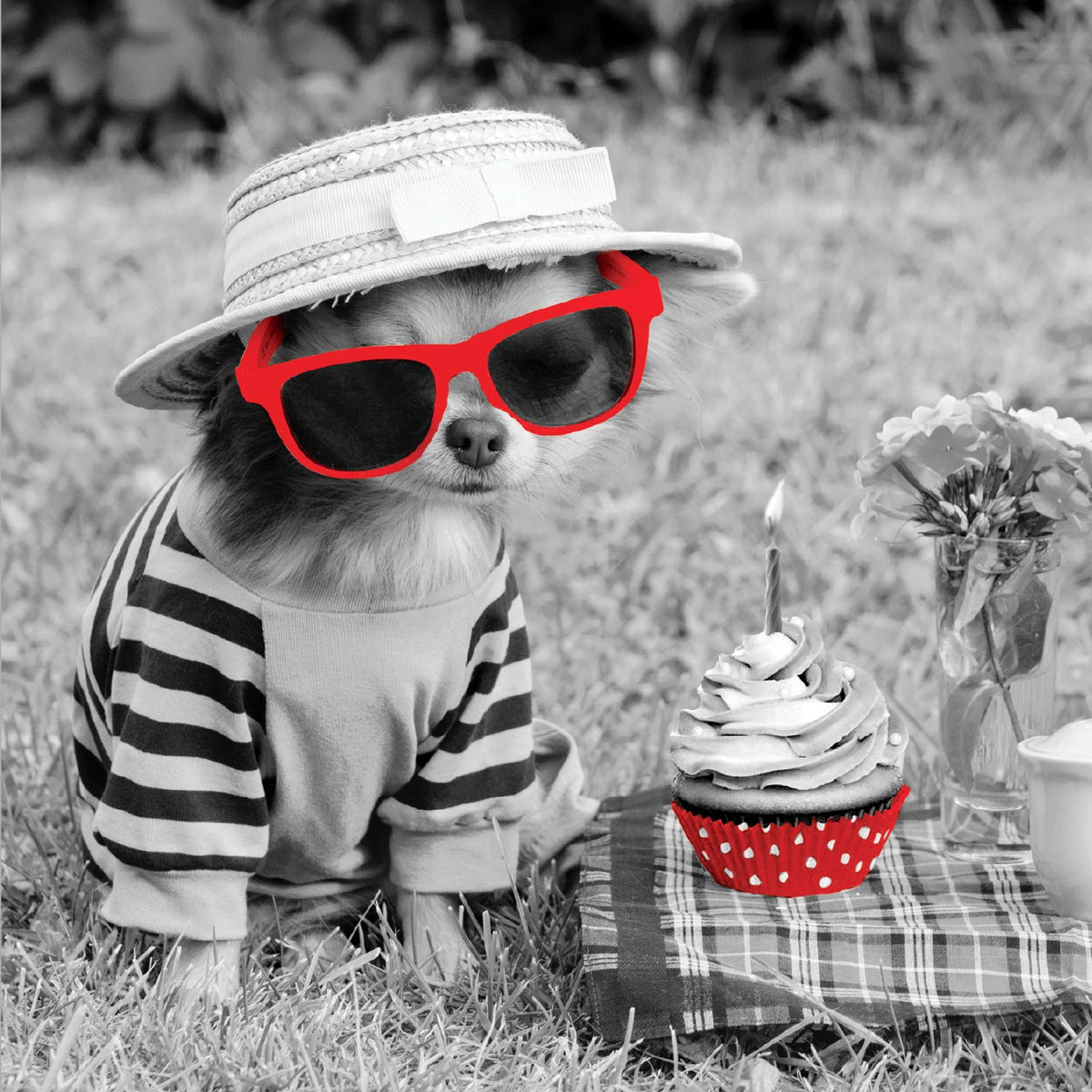 Tarjeta B/N Chihuahua con Gafas en Picnic
