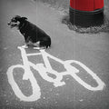 Tarjeta B/N Perro y Bici