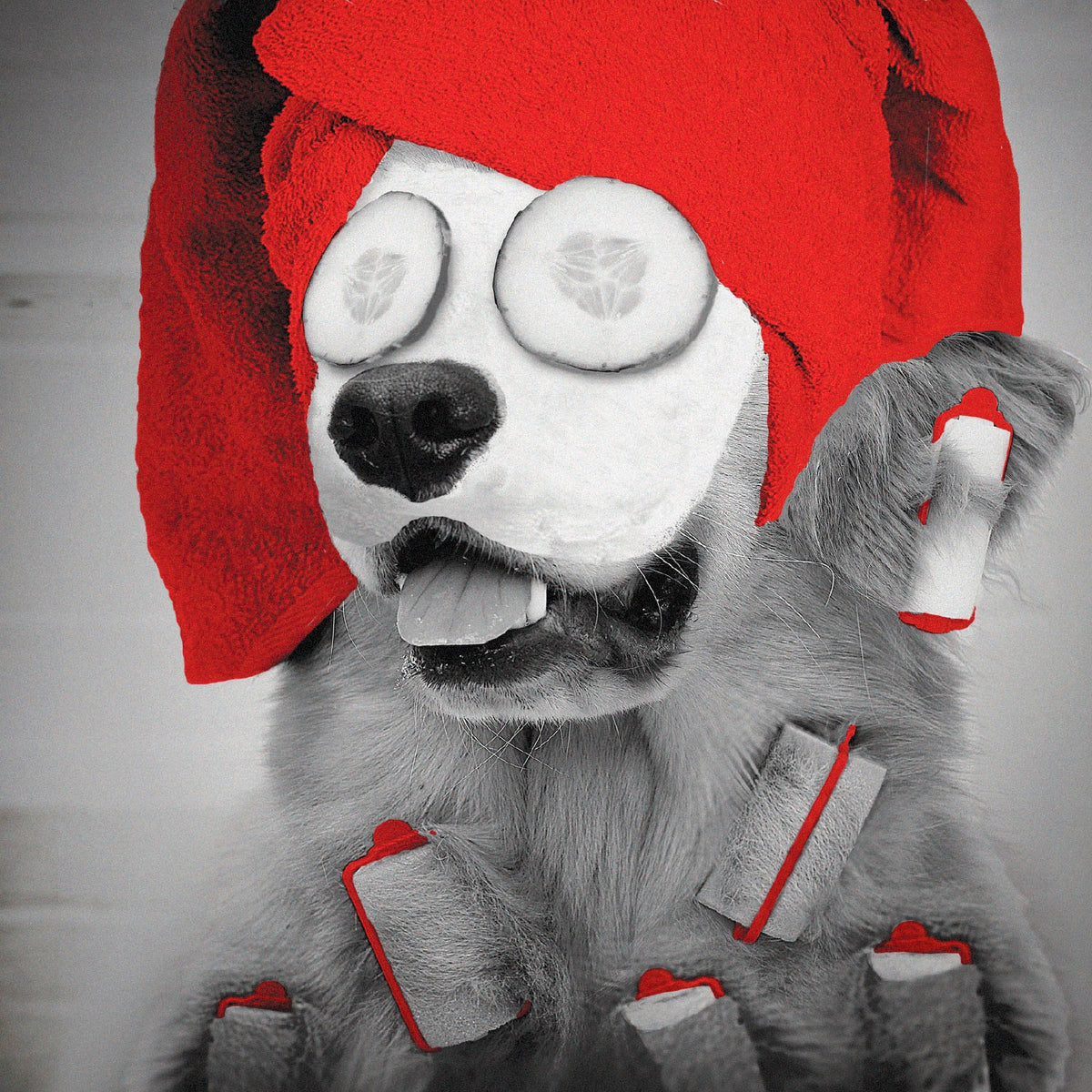 Tarjeta B/N Perro con Mascarilla