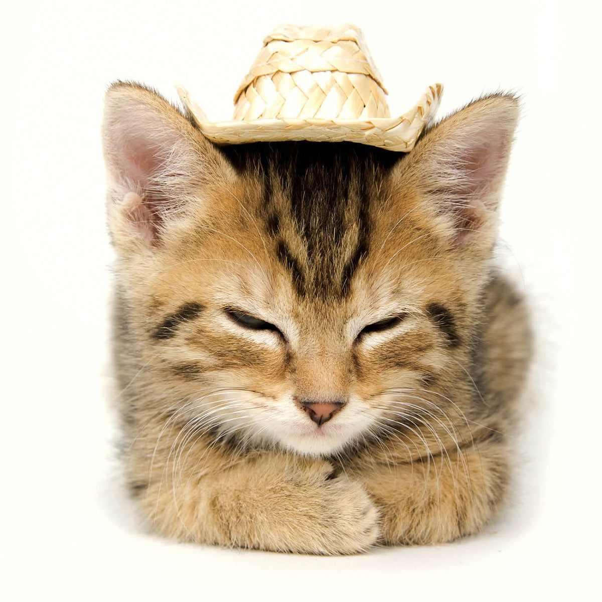 Tarjeta Gatito con Sombrero