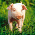 Tarjeta Cerdito en Hierba