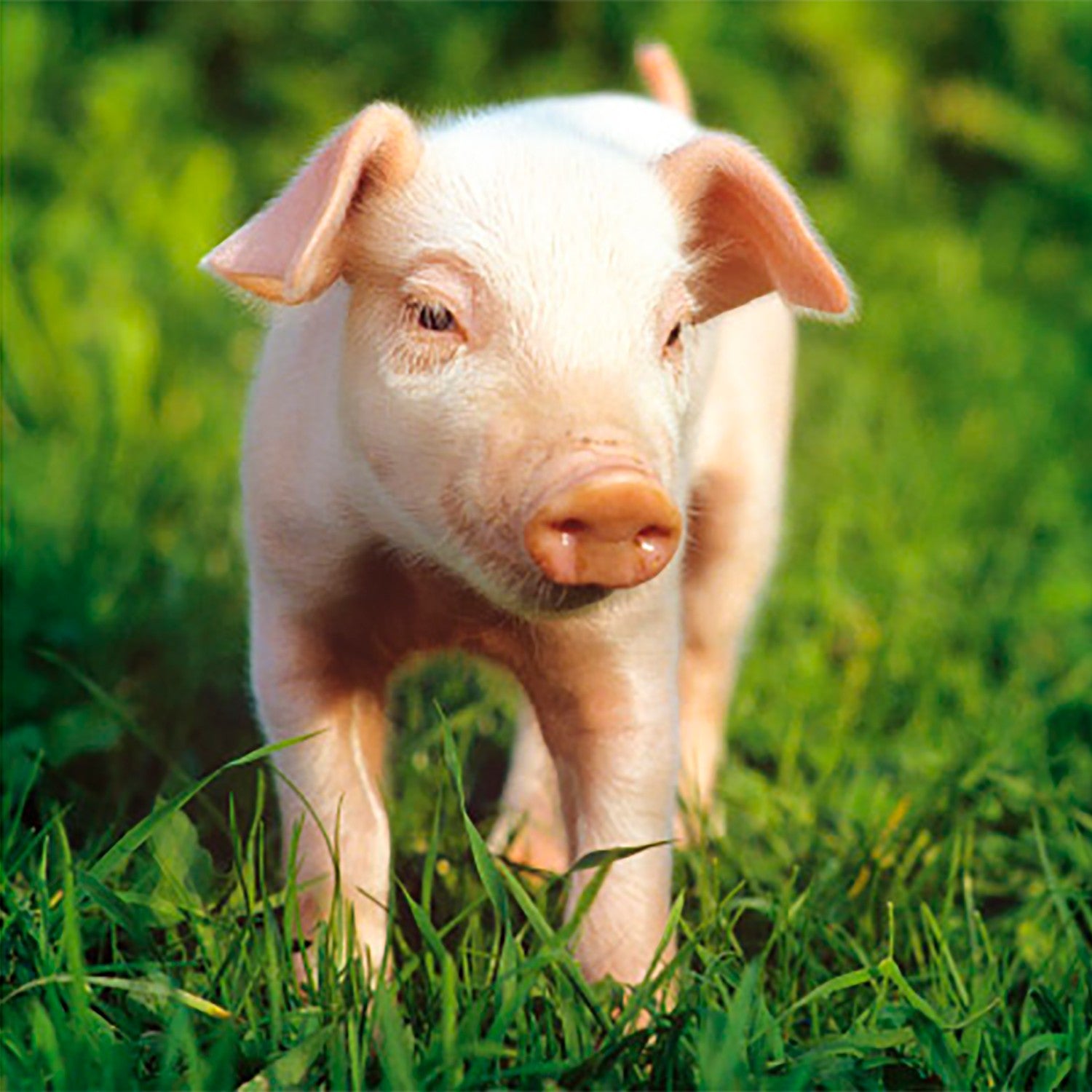 Tarjeta Cerdito en Hierba