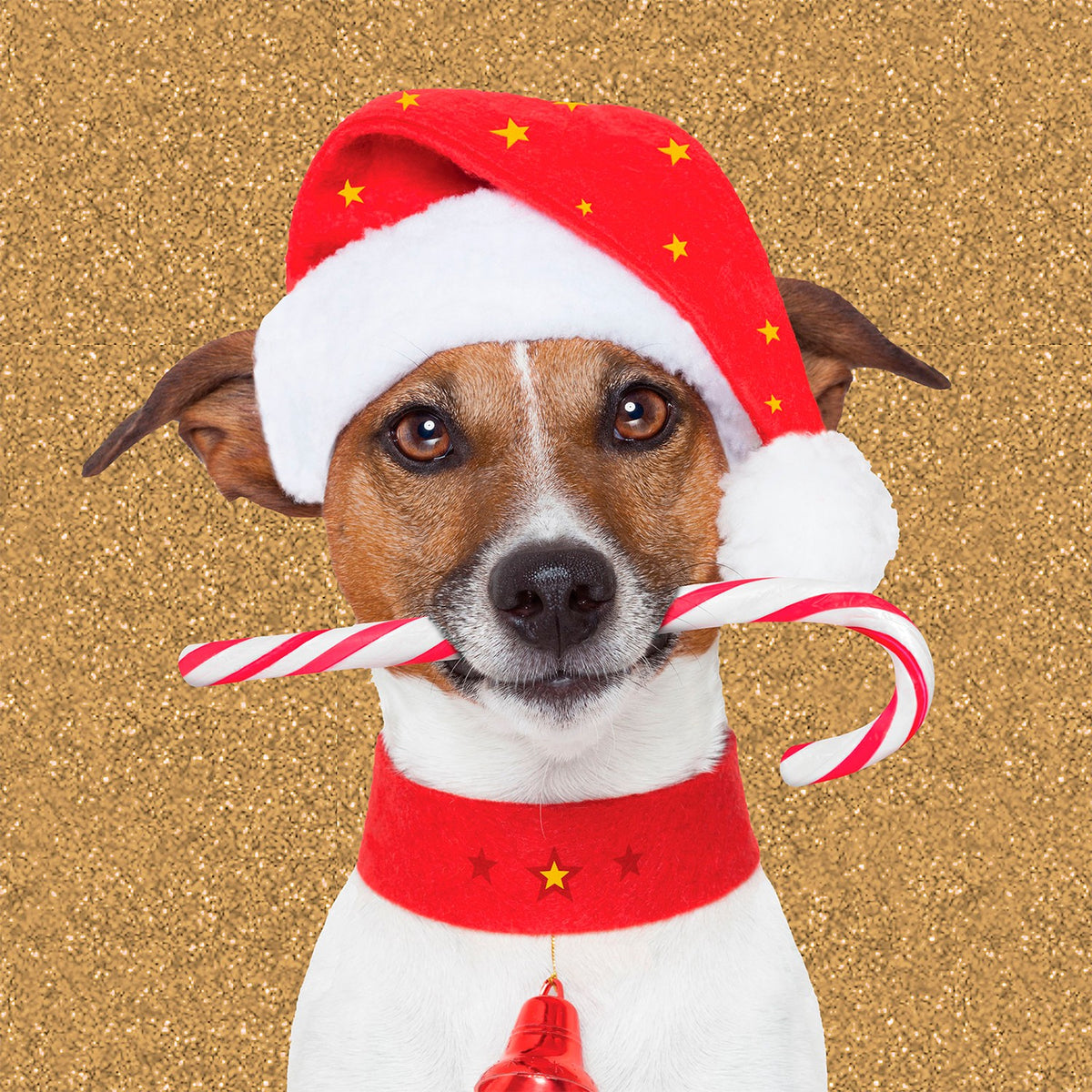 Tarjeta Jack Russel con Caramelo