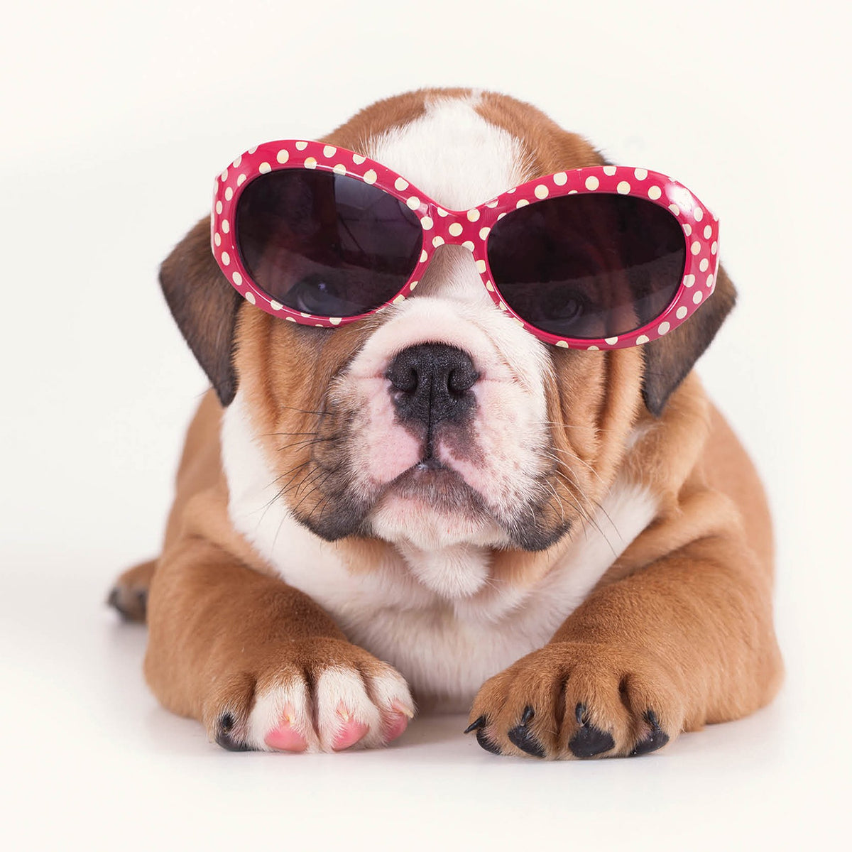Tarjeta Fashion Bulldog con Gafas de Sol