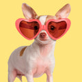 Tarjeta Fashion Chihuahua con Gafas de Sol