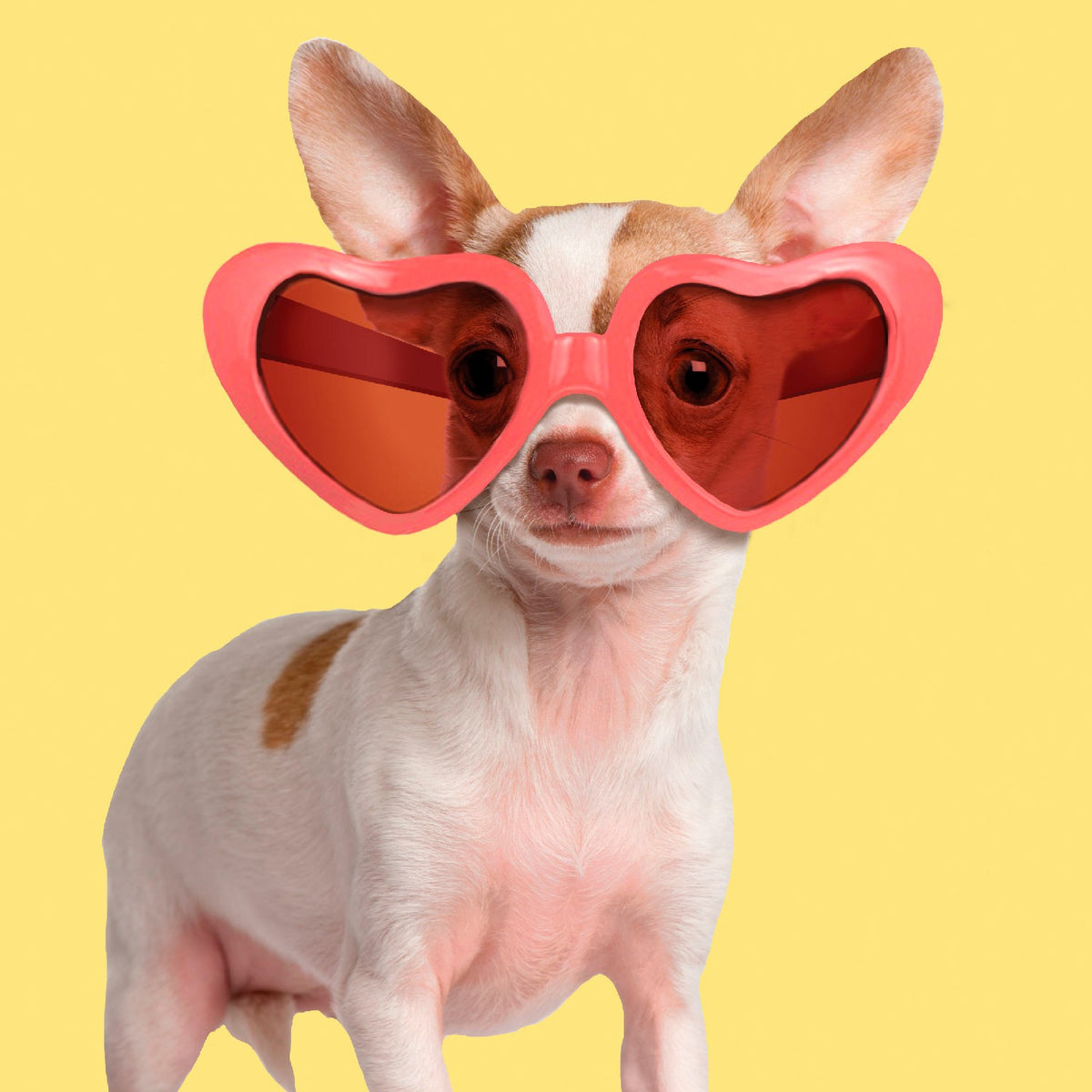 Tarjeta Fashion Chihuahua con Gafas de Sol