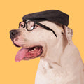 Tarjeta Fashion Perro con Gorro y Gafas