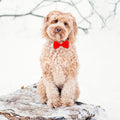 Tarjeta Labradoodle con Pajarita