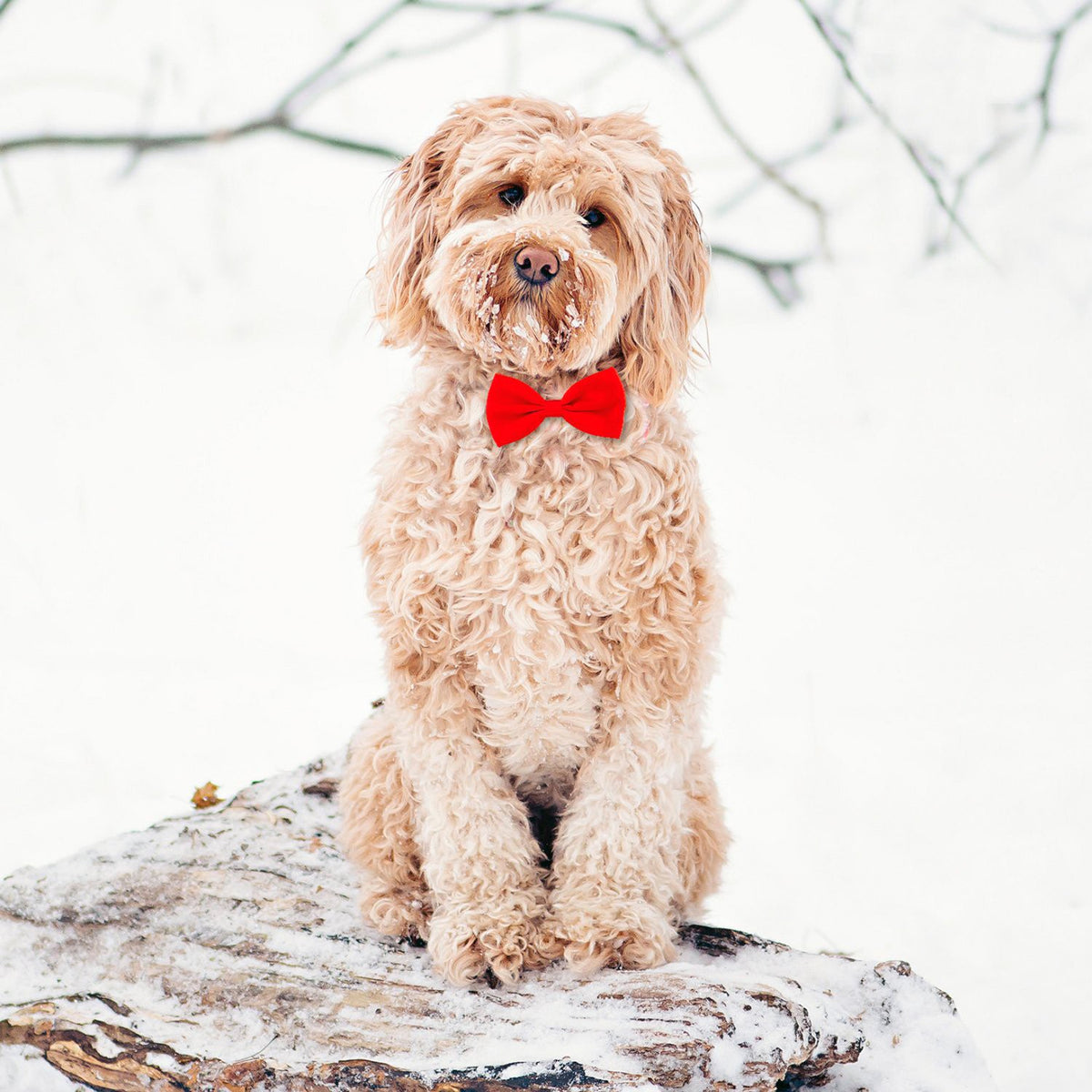 Tarjeta Labradoodle con Pajarita
