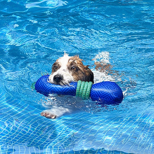 Lanzador flotante con cuerda para perro