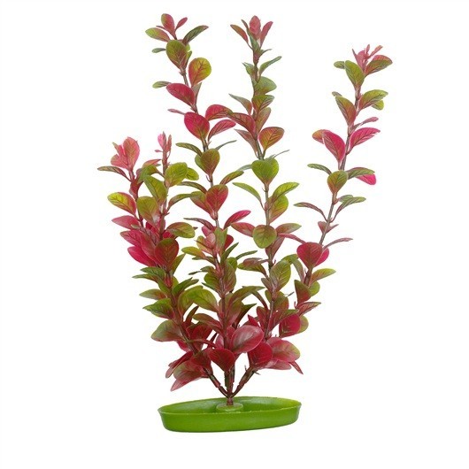 MARINA AQUASCAPER PEQ.  LUDWIGIA ROJA 12,5 cm