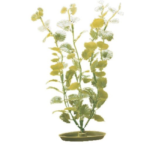MARINA AQUASCAPER GDE.  MONEYWORT 30 cm