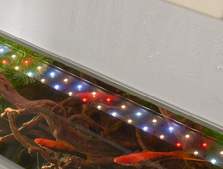 Acuario FAMILY