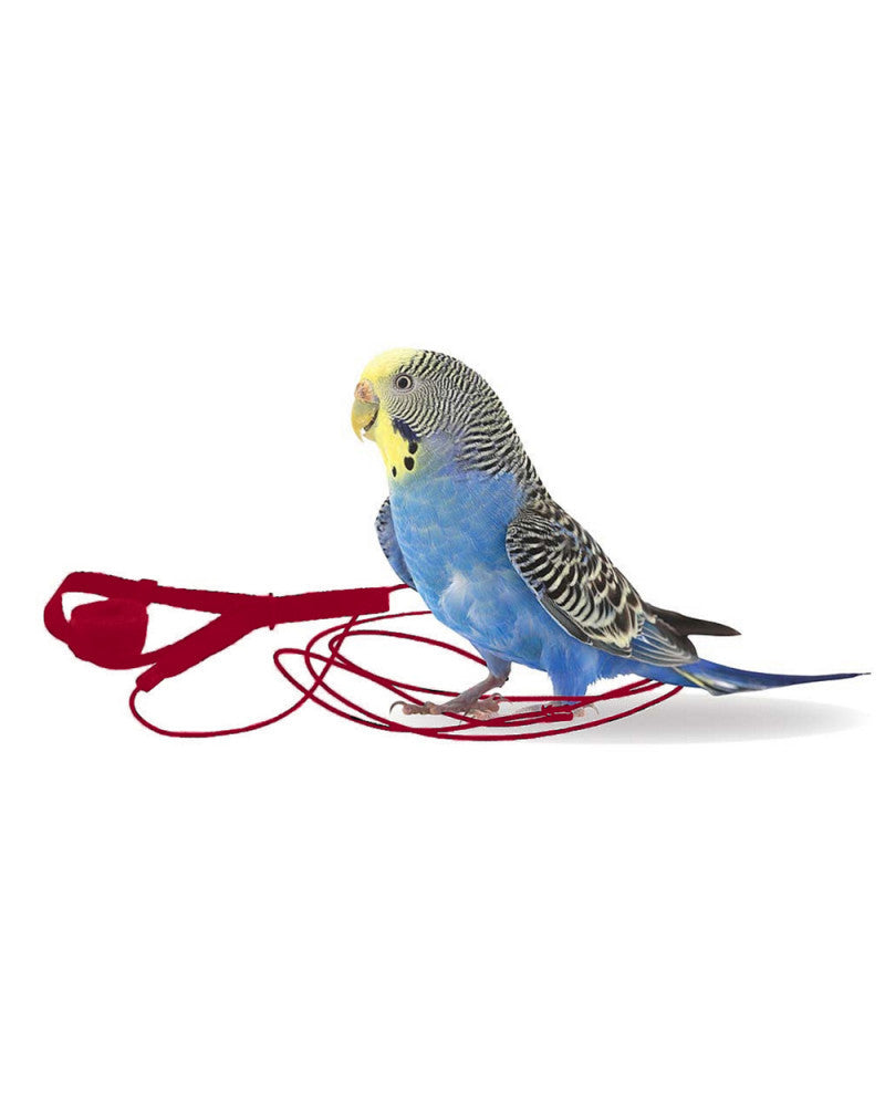 Arnes Aviator para pájaros