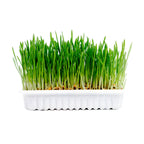 Duvo Hierba Natural para Gatos 70 g