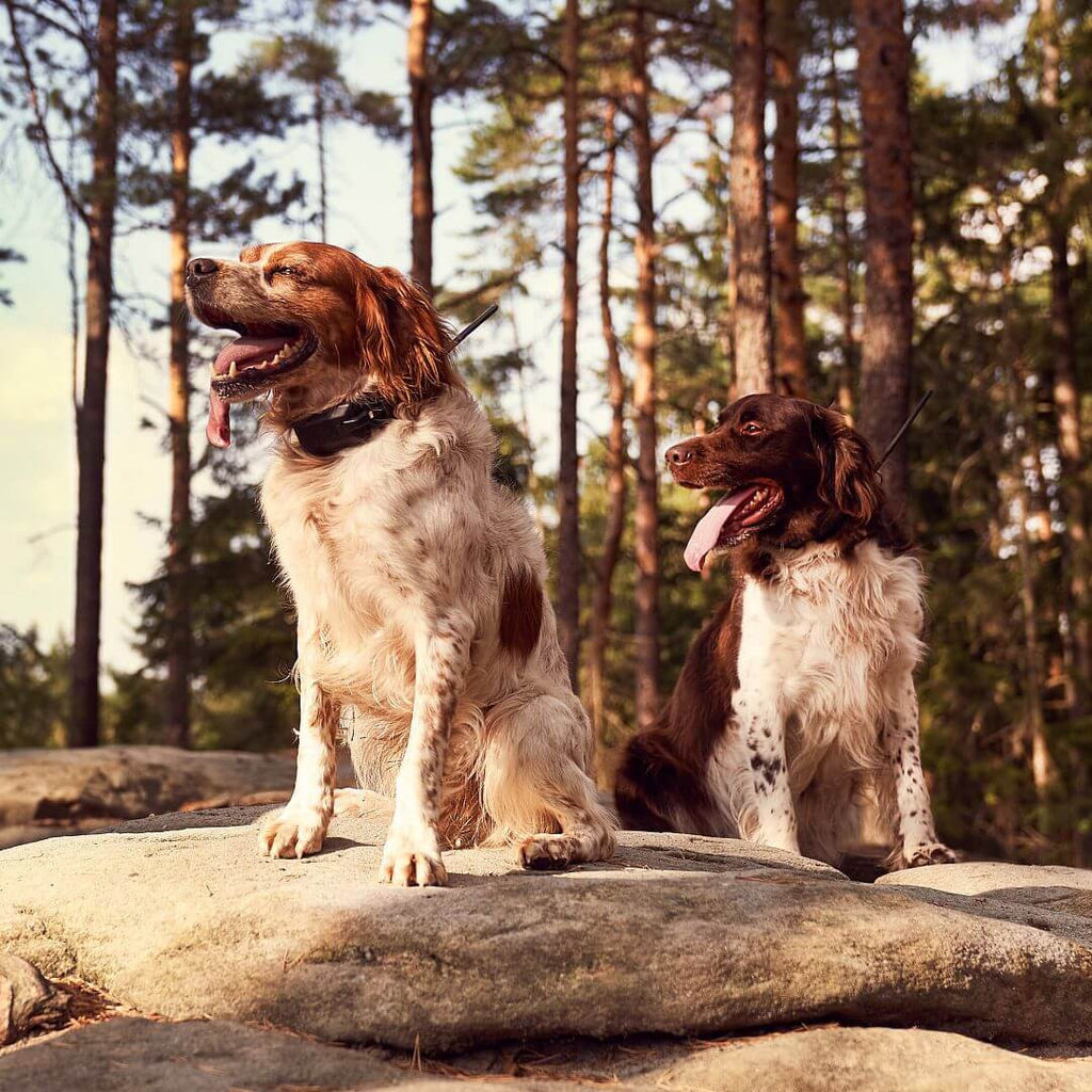 Localizador GPS DogTrace X25